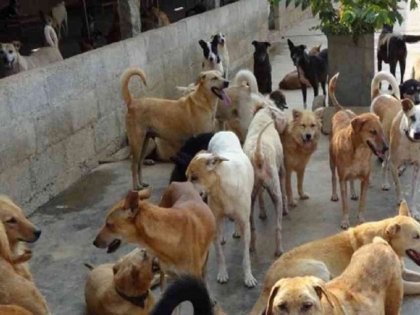 150 dogs found buried in Karnataka’s Shivamogga, police probe on | अरे, मानवा! किती निर्दयी झालास तू; १०० हून अधिक कुत्र्यांना विष देऊन ठार मारलं अन् त्यानंतर...