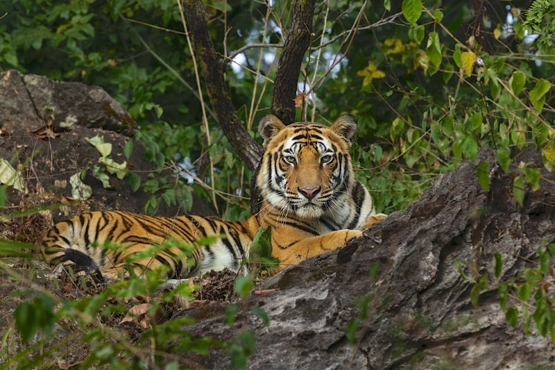 20,000 tourists visit Tadoba; A tiger was spotted in the buffer zone | २० हजार पर्यटकांनी केली ताडोबाची सैर; बफर झोनमध्ये झाले वाघाचे दर्शन
