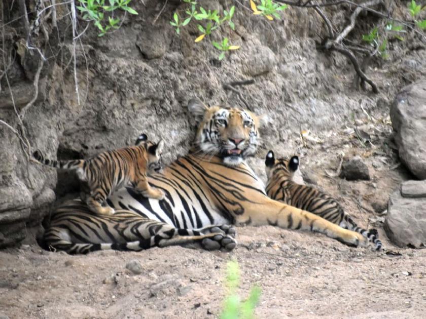 A family of tigers flourished in Tadoba; Veera tigress gave birth to two cubs | ताडोबात फुलू लागले वाघांचे कुटुंब; विरा वाघिणीने दिला दोन बछड्यांना जन्म