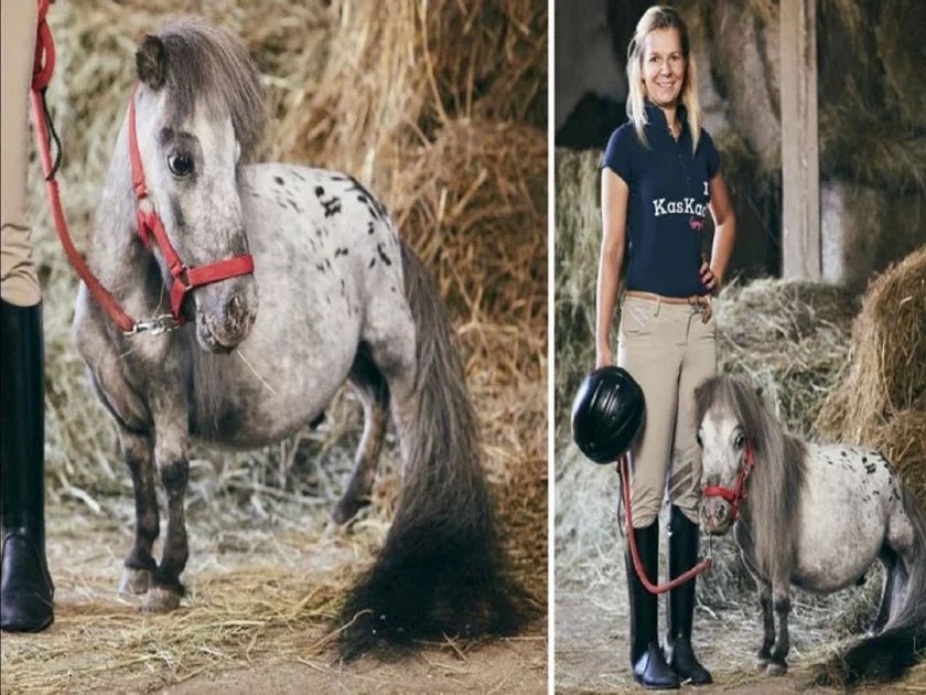 Smallest horse in the world lives in poland | 'हा' आहे जगातला सर्वात कमी उंचीचा घोडा, जाणून घ्या त्याची उंची...