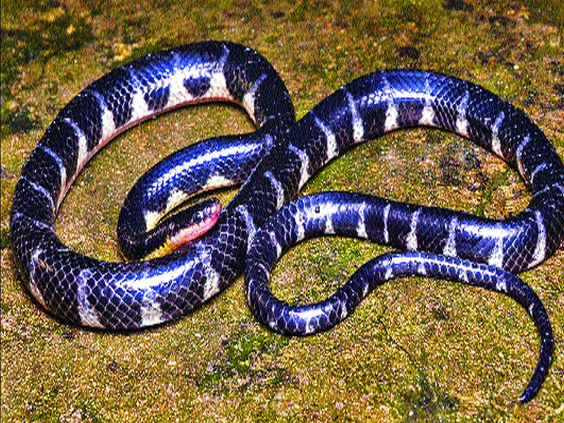 Snake's new species, discovered by the team of Varad Giri of Kolhapur | कोल्हापूरच्या वरद गिरी यांच्या चमूने शोधून काढली सापाची नवी प्रजाती