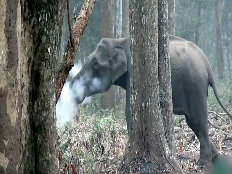 elephant smoking in the forest, video viral on social media | VIDEO- तुम्ही कधी हत्तीला स्मोकिंग करताना पाहिलंय? हा व्हिडीओ नक्की बघा