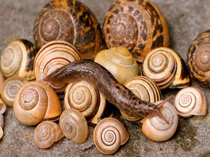doctor finds 20 alive snails in old mans stomach | धक्कादायक! वृद्धाच्या पोटात चक्क जिवंत २० गोगलगाई; वैद्यकीय क्षेत्रात खळबळ