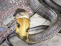 In the month of July-July, 180 snakes in Thane-Palghar | जून-जुलै महिन्यांत ठाणे-पालघरमध्ये १८० सर्पदंश