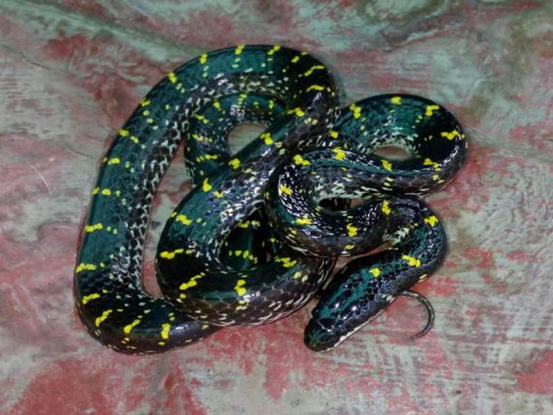 The birth of rare rare snakes given through artificial process, the first experiment in India | कृत्रिम प्रक्रियेतून दिला दुर्मिळ बिनविषारी सापांना जन्म, भारतातील पहिलाच प्रयोग