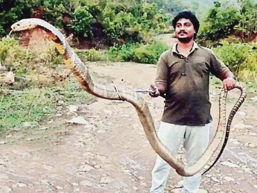 Andhra snake catcher rescues 13 foot king cobra that entered palm oil plantation | माणसाने हातात पकडला १३ फूट लांब विषारी किंग कोब्रा, पाहुनच तुमचा होईल थरकाप
