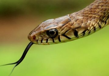  Self-proclaimed serpent robbed by friends - Muralidhar Jadhav | स्वयंघोषित सर्प मित्रांकडून होतेय लूट - मुरलीधर जाधव