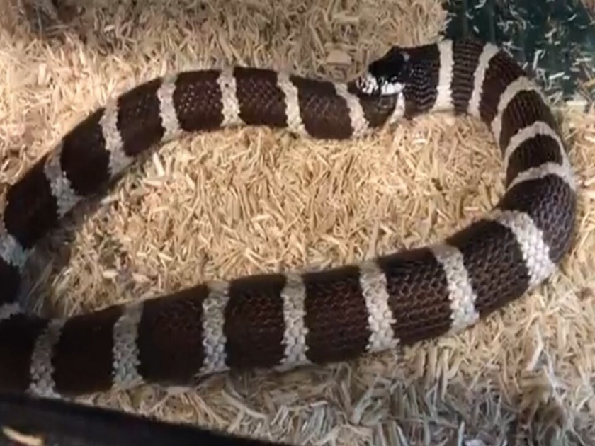 Hungry snake eaten half his body video is going viral | ... म्हणून सापाने स्वतःलाच खाण्यास सुरूवात केली; पाहा धक्कादायक व्हिडीओ