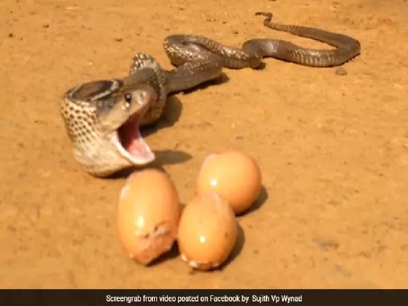 On Camera, Cobra Throws Up 7 Eggs In Kerala's Wayanad. Watch | VIDEO : अन् नागाने ओकली कोंबडीची 7 अंडी