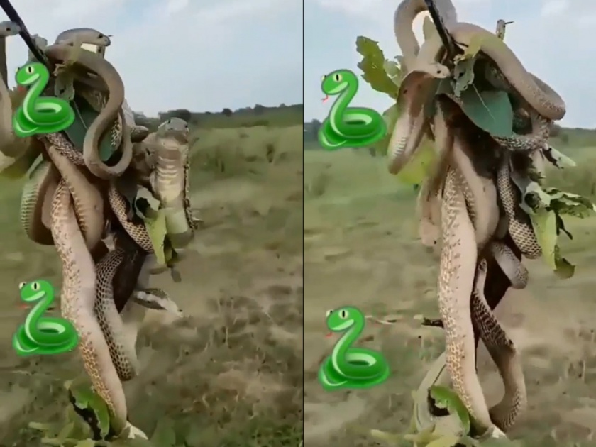king cobras fighting to climb tree video goes viral on social media | Viral Video: झाडावर चढण्यासाठी किंग कोब्रांमध्ये झटापट, व्हिडिओ पाहुन होईल थरकाप