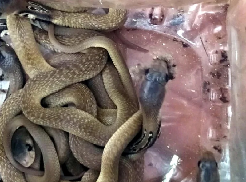 21 snakes recovered from the files of gaggal police station kangra | बापरे! पोलीस स्टेशनमध्ये सापडली कोब्राची तब्बल २१ पिल्ले
