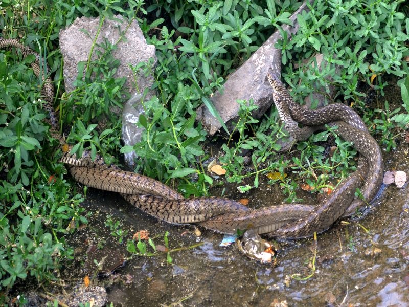 Nasik will be prank about the snake charming! | नाशिकमध्ये प्रणयकाळातील सर्पांची झुंज बघून व्हाल थक्क!