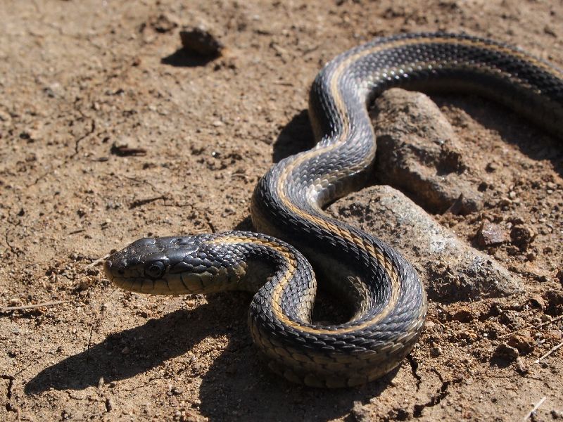 The prize if caught snake | उत्तरप्रदेशातील शहाजहानपूरमध्ये एका शेतकऱ्याने चक्क साप पकडून देण्यावर बक्षीस लावले
