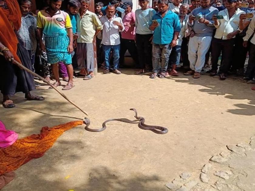 The havoc of the cobra snake! Three days ago, two snakes stung the brothers, then the father...; Death of children in UP Horrible News | नाग-नागिणीचा कहर! तीन दिवसांपूर्वी दोन सख्ख्या भावांना डसले, नंतर पित्याला...; मुलांचा मृत्यू