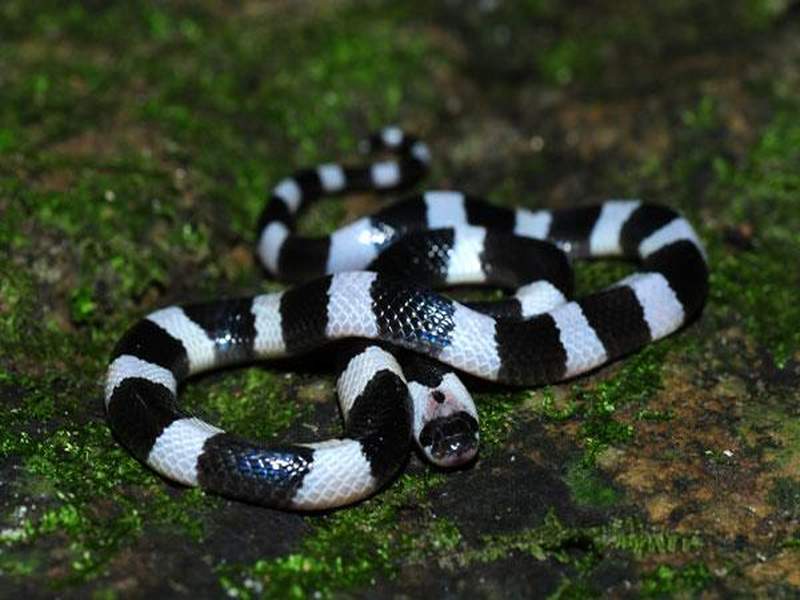 Chinese woman ordered venomous snake for wine | 'सापाची वाईन' करण्यासाठी तिनं ऑनलाइन मागवला साप अन्