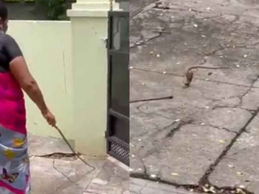 Snake enters in womans house this is what she done after that watch video | VIDEO : घरात शिरला होता खतरनाक कोब्रा साप, त्यानंतर महिलेने जे केलं बघायलाच हवं...