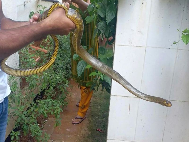 Six Snake Rescuers in Nashik; Resolve the snake due to climate change | नाशिकमध्ये दिवसभरात सहा साप रेस्क्यू; वातावरण बदलामुळे सापांचा सुळसुळाट