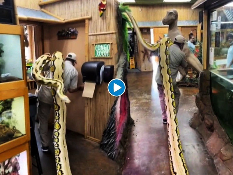 a man carries a 22-foot snake weighing 113 kg on his shoulder, the video goes viral | जेव्हा एक व्यक्ती 113 किलो वजनाच्या 22 फूटी सापाला खांद्यावर घेतो, व्हिडिओ व्हायरल