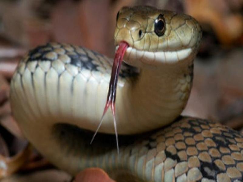 shock circuit due to snake went to the electric fedder | सापाने केली 12 हजार लाेकांची बत्ती गूल
