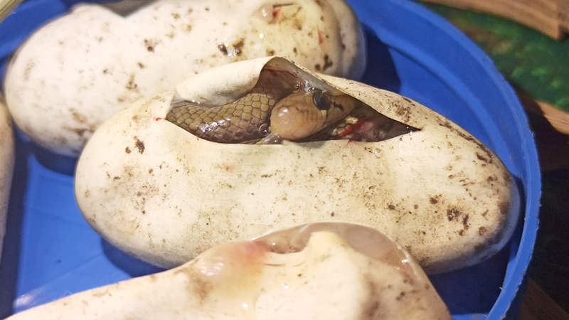 Five chicks hatch out of a snake's egg that has been saved for three months | तीन महिने जतन केलेल्या सापाच्या अंड्यातून पाच पिल्ले बाहेर 