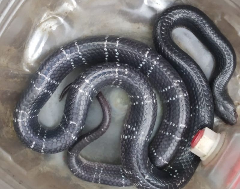 Snake circulation increased in rural areas of Washim district | ग्रामीण भागांत सापांचा संचार वाढला; १८ दिवसांत ४४ सापांना जीवदान 