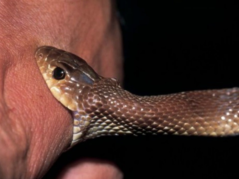 Snake-bitten adult dies due to lack of treatment | सर्पदंश झालेल्या प्रौढाचा उपचाराअभावी मृत्यू