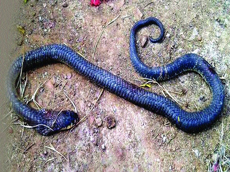 The death of the snake after biting a boy | मुलगा चावल्याने सापाचा मृत्यू