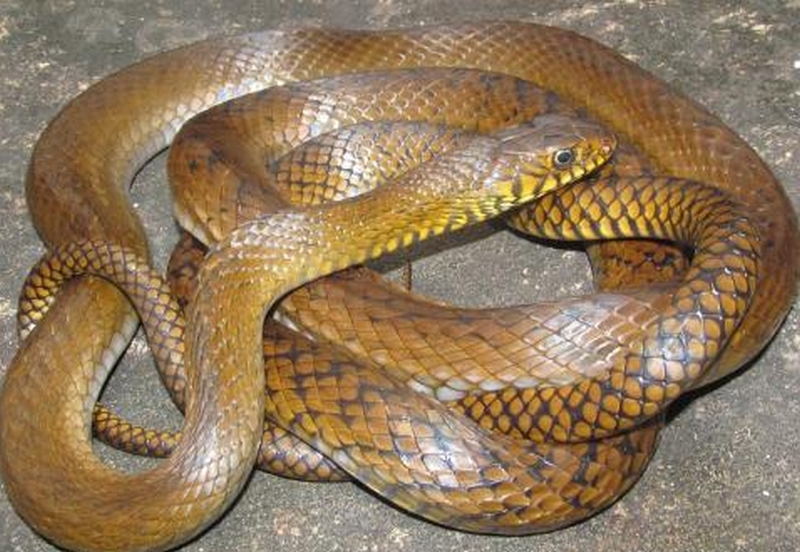  Due to the severity of snake poisoning, Mumbai University claims | सापाच्या विषबाधेची तीव्रता कमी करणार, मुंबई विद्यापीठाचा दावा