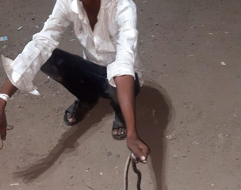 Young man dies due to snake bite | मण्यार जातीच्या सापांची जोडी पकडणे बेतले युवकाच्या जीवावर