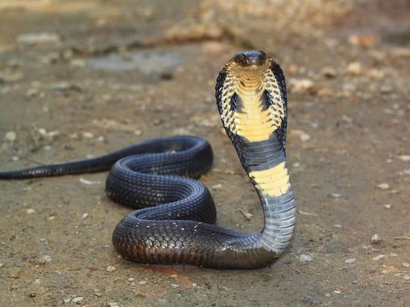 A snake was found at a polling booth in Kannur's Kandakai. | बाप रे बाप मतदान केंद्रावर निघाला साप, निवडणूक अधिकाऱ्यांची उडाली तारांबळ