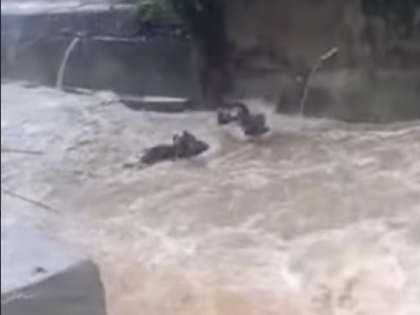 Rain Updates: Heavy rains in Virar, 3 buffaloes washed away in flood waters, 2 rescued | Rain Updates: विरारमध्ये मुसळधार पाऊस, पुराच्या पाण्यात वाहून गेल्या ३ म्हशी, दोघींना वाचवण्यात यश