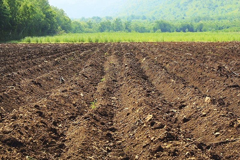 In Vidarbha soil, decrease nitrogen, phosphorus, zinc! | विदर्भातील जमिनीत अन्नद्रव्य,स्फ ूरद,जस्त घटले !
