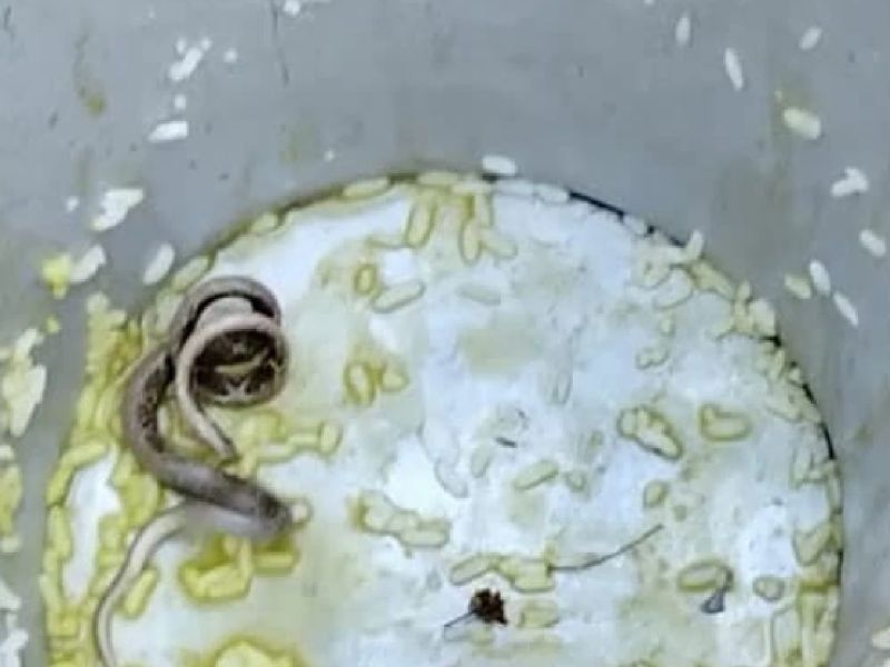 Snakes in children's food, many students sick; Shocking situation in Kolkata | मुलांच्या जेवणात साप, अनेक विद्यार्थी आजारी; पश्चिम बंगालमधील धक्कादायक प्रकार समोर
