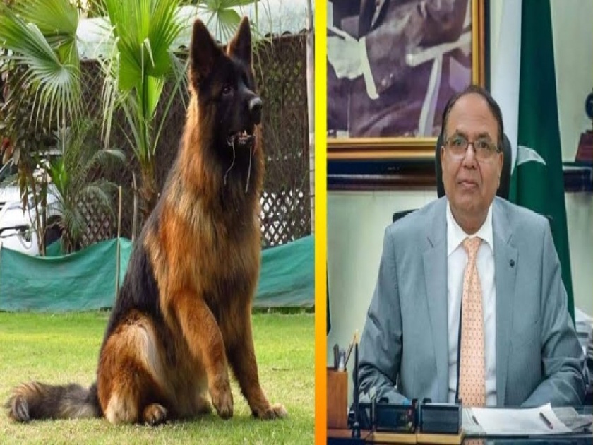 Gujaranwala Commissioner dog raises 'tension'; 4 lakh dogs lost in house hunts in Pakistan | आयुक्तांच्या श्वानाने वाढविले  ‘टेन्शन’; पाकिस्तानात घराेघरी शाेधाशाेध, ४ लाखांचा श्वान हरवला