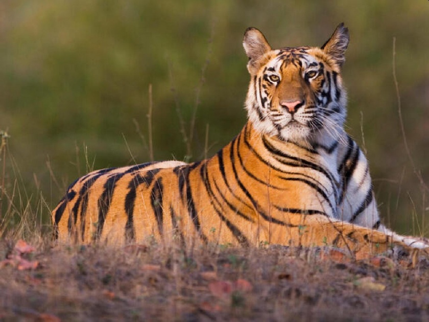 Global Tiger Day: Strong path towards doubling the number of tigers in the country by 2022 | Global Tiger Day: देशात वाघांची संख्या २०२२ पर्यंत दुप्पट करण्याकडे खंबीर वाटचाल 