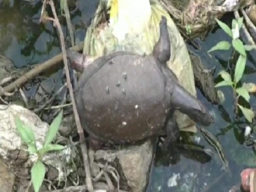 Shocking! Numerous turtles die in Gauripada lake of Kalyan |  धक्कादायक! कल्याणच्या गौरीपाडा तलावात असंख्य कासवांचा मृत्यू