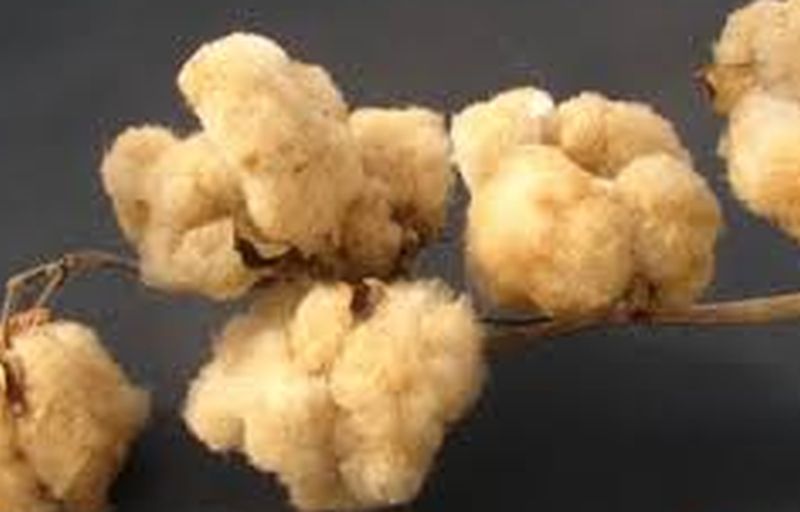 sowing colored cotton seeds on 50 acres in Akola | अकोल्यात ५० एकरावर रंगीत कापूस बियाणे पेरणी!
