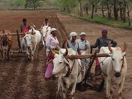 Farmers are Satisfied; 156 % sowing of Rabbi was done in Nanded district | बळीराजा समाधानी; नांदेड जिल्ह्यात झाली रबीची १५६ टक्के पेरणी