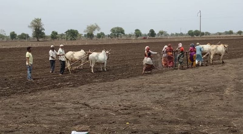 Sowing in only 1.38 per cent area due to lack of rains! | अकोला जिल्ह्यात पावसाअभावी केवळ १.३८ टक्के क्षेत्रात पेरणी!