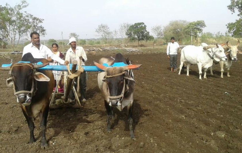 Sowing starts in Sindkhedaraja area; Heavy rain | सिंदखेडराजा परिसरात पेरणीला सुरुवात; मृग नक्षत्राचा दमदार पाऊस