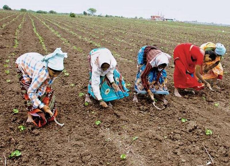 Sowing area is only 3 percent in Varhada | वऱ्हाडात तीन टक्केच क्षेत्रावर पेरणी!