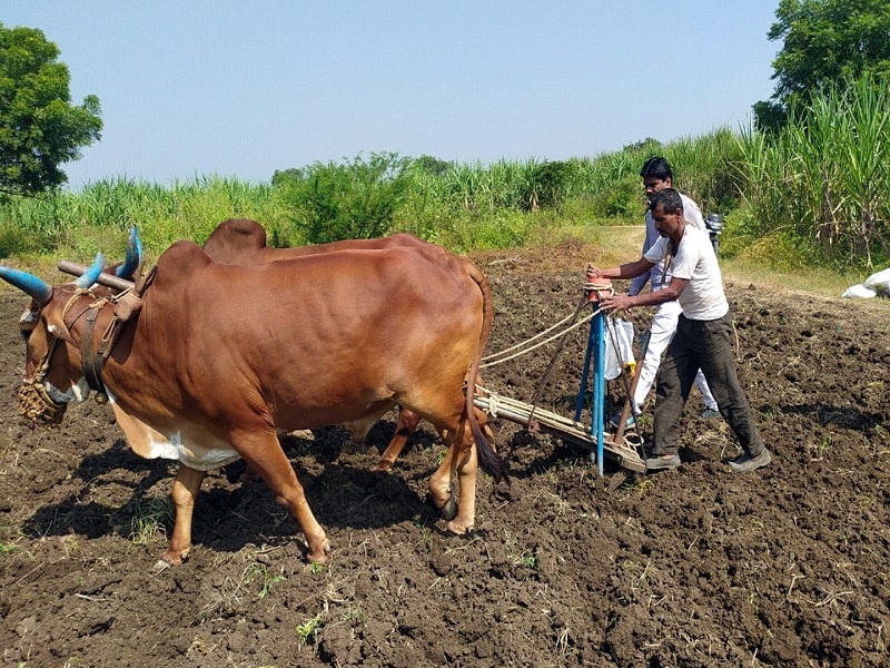 Beginning of rabi sowing; Planning of sowing of sorghum on 15 lakh hectares of land in Parbhani district | रबी पेरण्यांना सुरुवात; परभणी जिल्ह्यात सव्वा लाख हेक्टर जमिनीवर ज्वारीच्या पेरणीचे नियोजन  