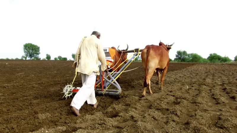 Rabi sowing in Hingoli district delayed | हिंगोली जिल्ह्यात रबीच्या पेरण्यांची उशिराने लगबग