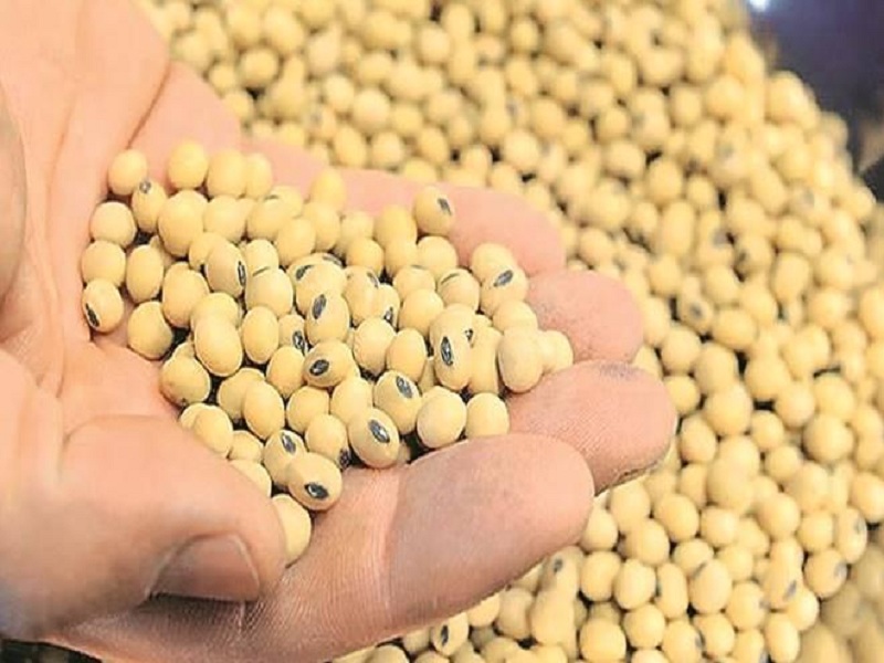 Filed a case against a company in Indore in the case of sale of bogus soyabean seeds | बोगस बियाणे विक्री प्रकरणात इंदूर येथील कंपनीवर गुन्हा दाखल