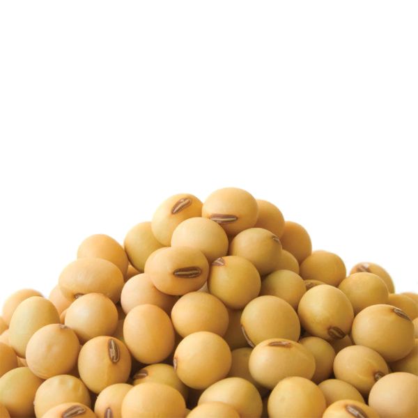 Demand from Indian soybean to Iran | भारतीय सोयाबीनला इराणमधून मागणी