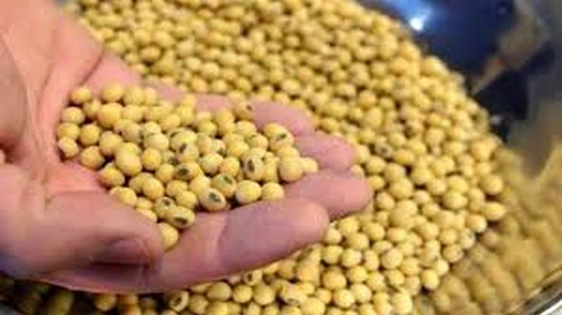  Mahabeej to buy soybeans from farmers! | महाबीज करणार शेतकऱ्यांकडील सोयाबीनची खरेदी!