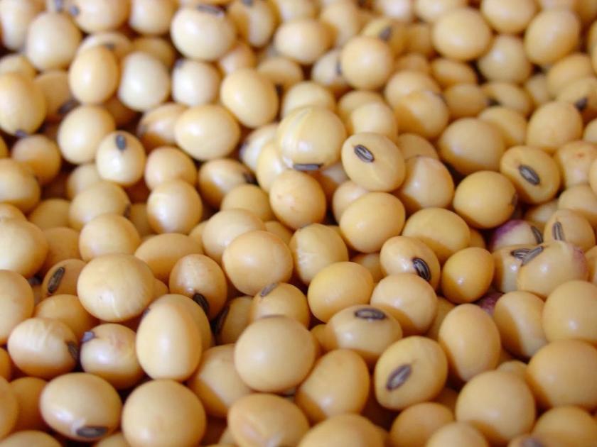 Soybean producers hit by central government import of edible oil, prices fall for two years | केंद्र सरकारच्या खाद्यतेल आयातीचा फटका सोयाबीन उत्पादकांना, दोन वर्षांपासून दरात घसरण 