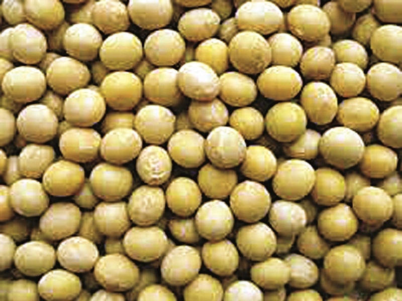 Shortage of Mahabeej seeds in Nagar district; Sowing of home grown seeds: Seed production is wasted due to untimely sowing | नगर जिल्ह्यात महाबीजच्या बियाण्यांचा तुटवडा; घरगुती बियाण्यांची पेरणी : अवकाळीमुळे बिजोत्पादन वाया