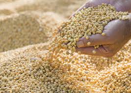 Soybeans also saved farmers this year | सोयाबीनने याही वर्षी शेतकऱ्यांना तारले