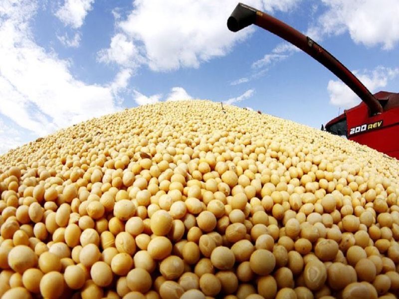Prices of eight agricultural commodities including cotton, soybeans under pressure due to ban on futures | वायदेबंदीमुळे कापूस, साेयाबीनसह आठ शेतमालाचे दर दबावात